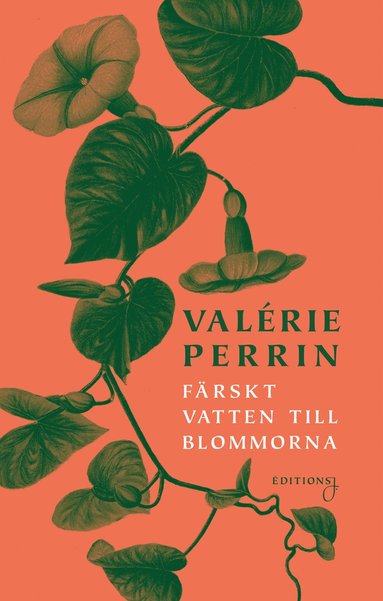 Färskt Vatten Till Blommorna. Grön växt mot rosa bakgrund.